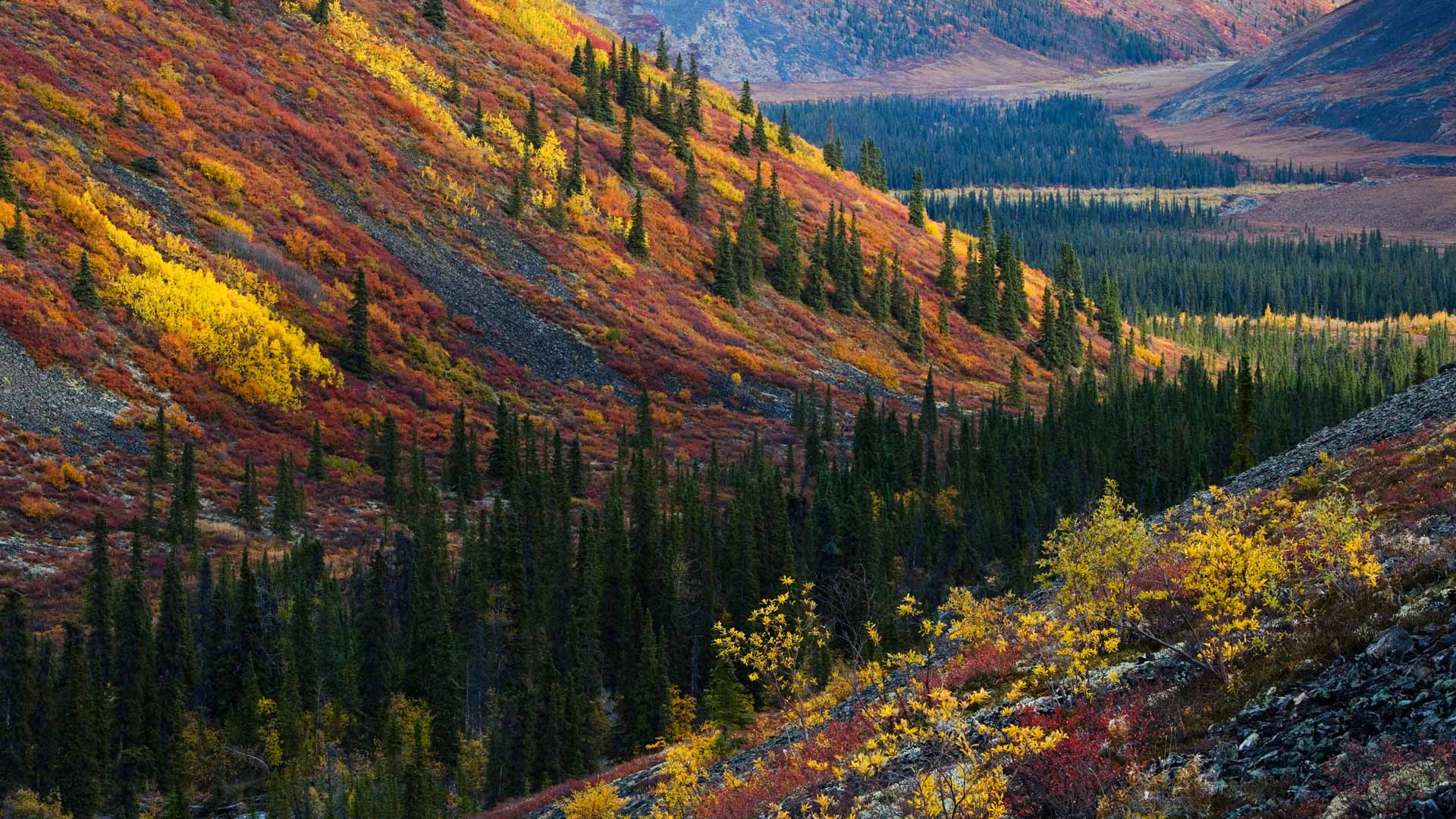 Yukon Autumn