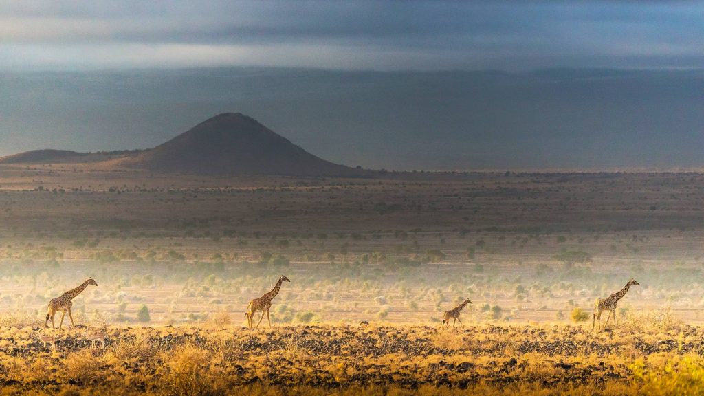 Amboseli Giraffes