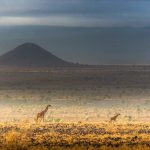 Amboseli Giraffes