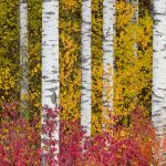 Aspen Trees