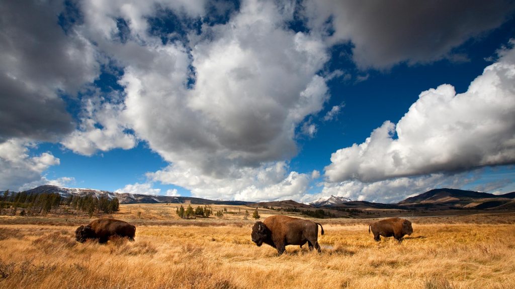 Bison Yellowstone