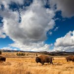 Bison Yellowstone