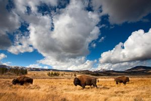 Bison Yellowstone