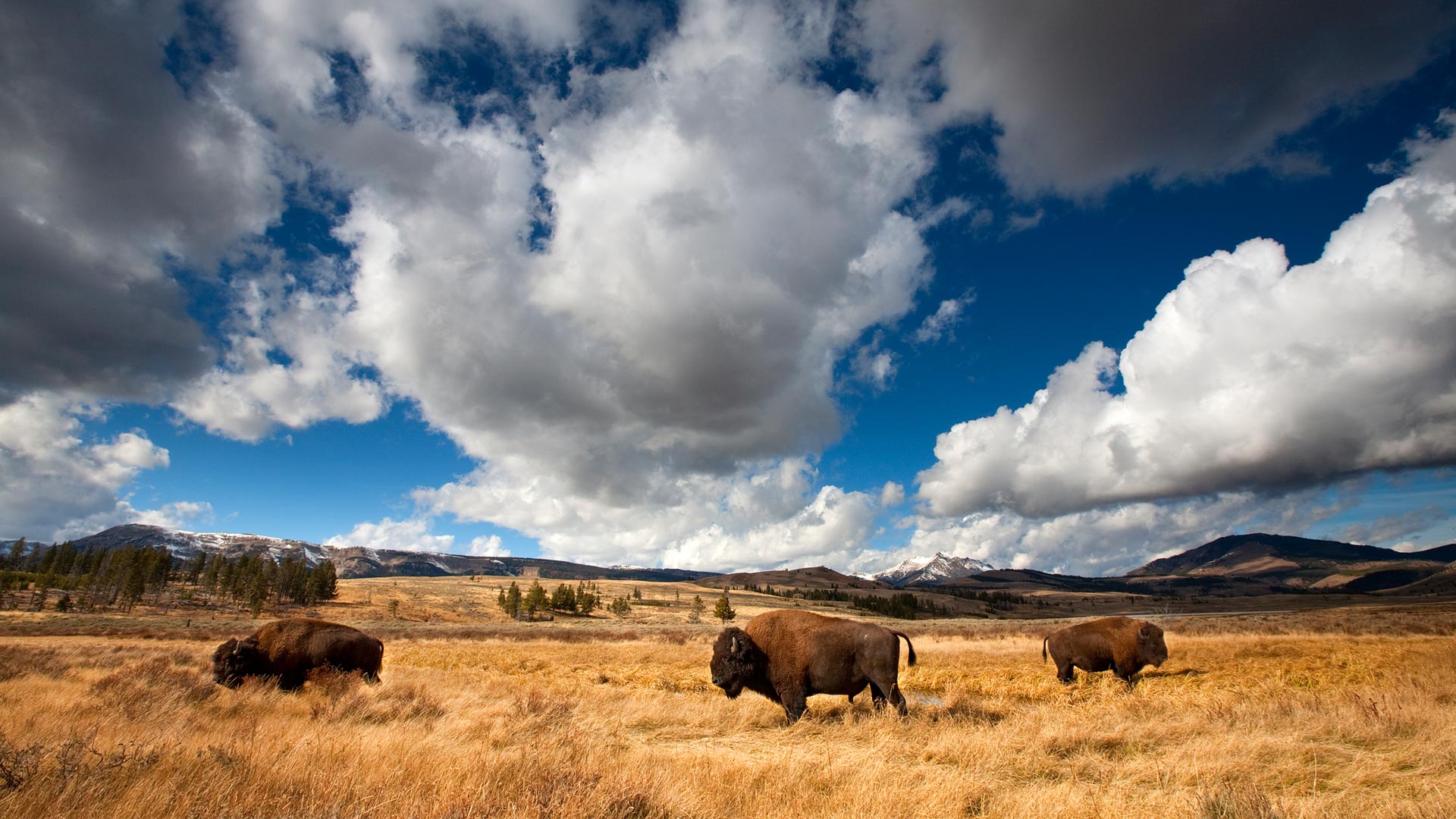 Bison Yellowstone