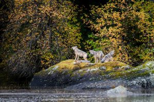 Canada Wolves