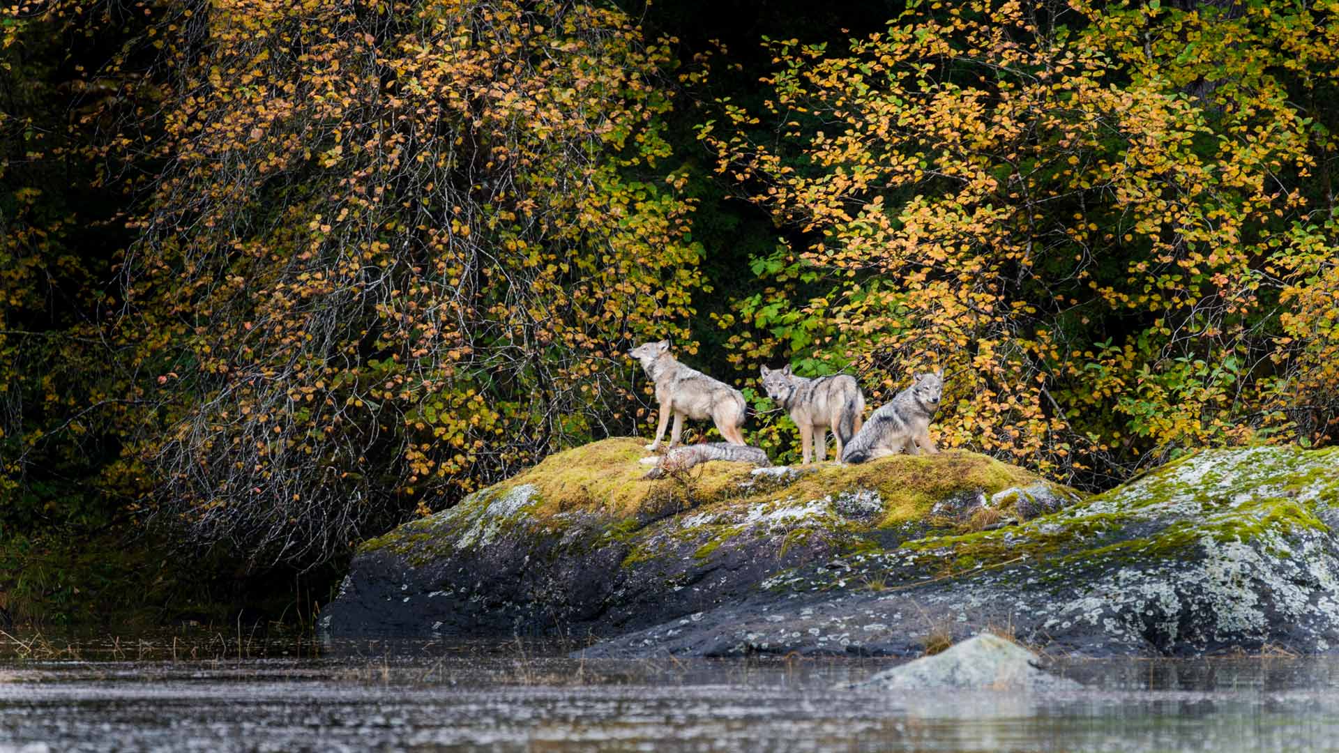 Canada Wolves