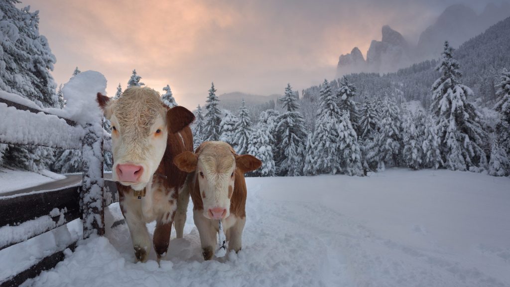 Cows In Alpine Valley