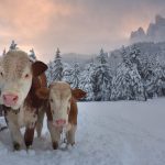 Cows In Alpine Valley