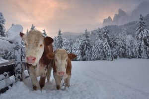 Cows In Alpine Valley