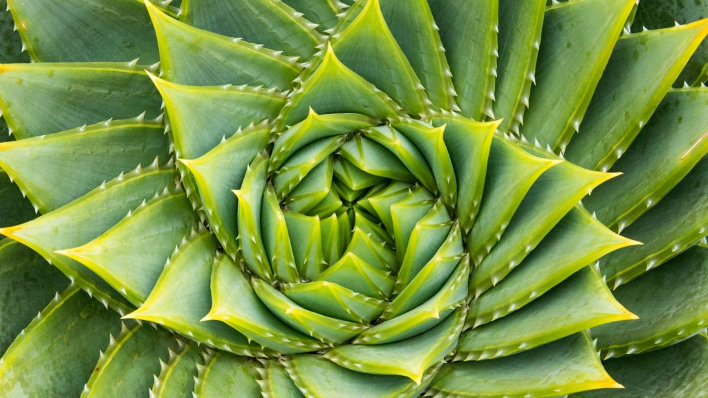 Fibonacci Aloe