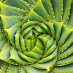 Fibonacci Aloe