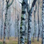 Germany European White Birch Autumn