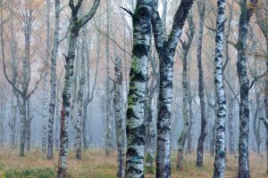 Germany European White Birch Autumn