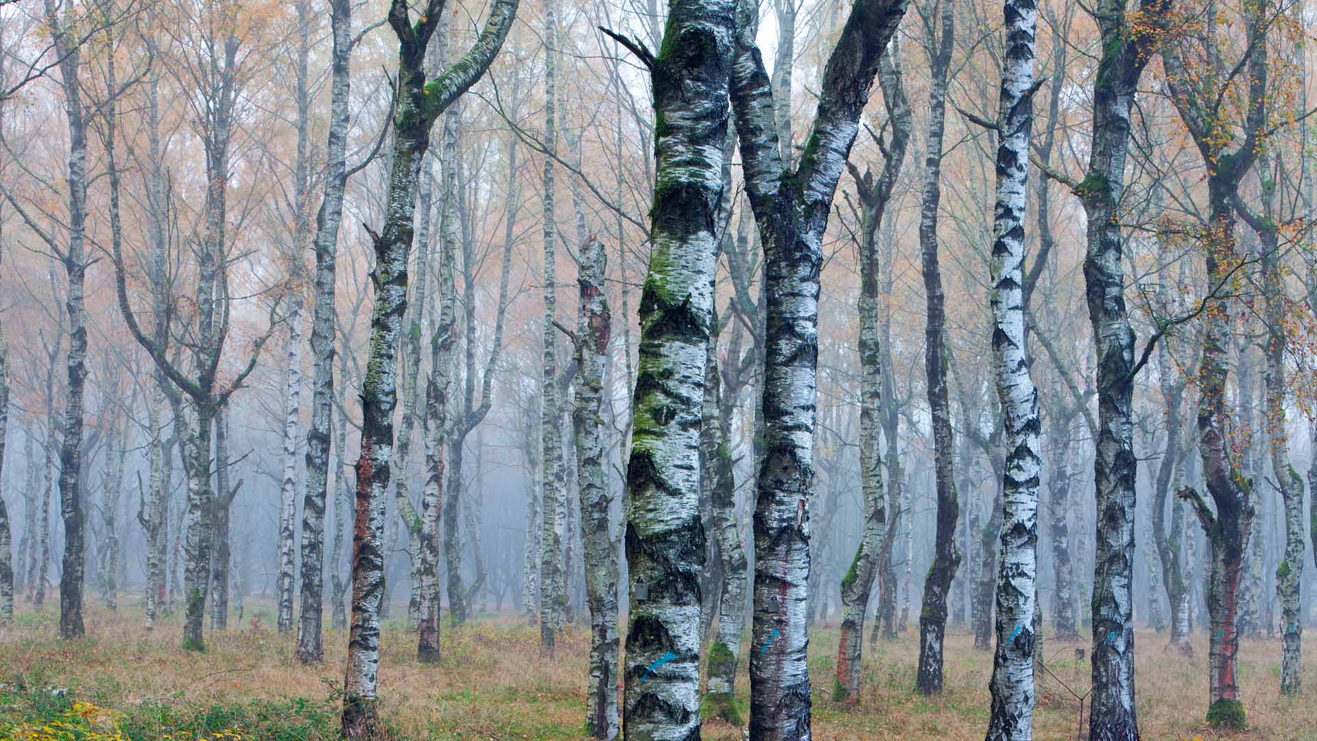 Germany European White Birch Autumn