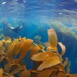 Kelp Forest