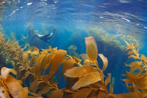 Kelp Forest