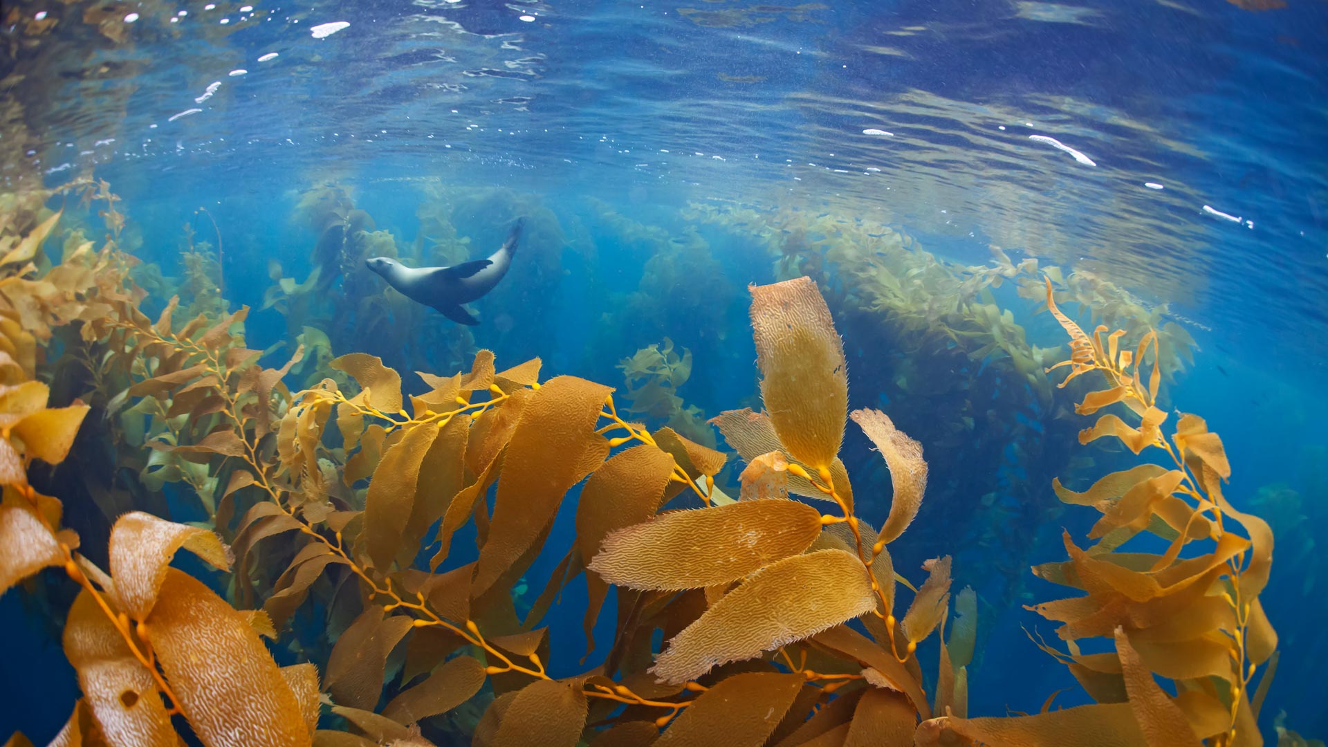 Kelp Forest