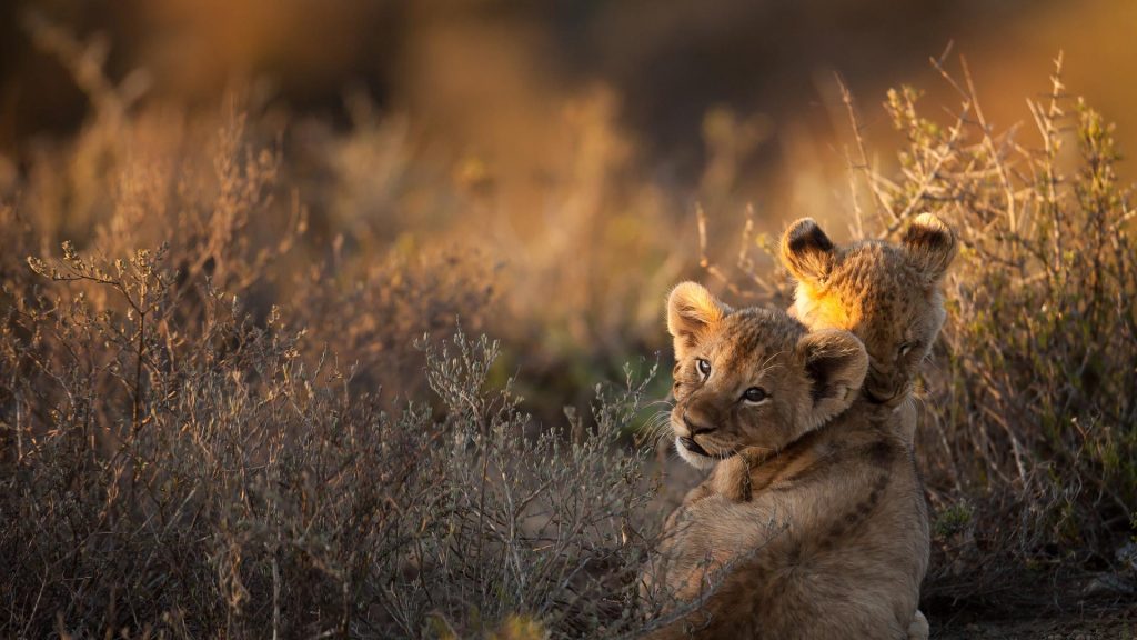 Lion Cubs