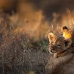 Lion Cubs