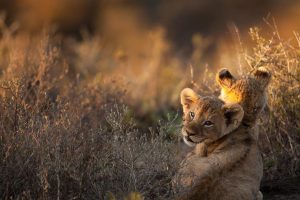 Lion Cubs