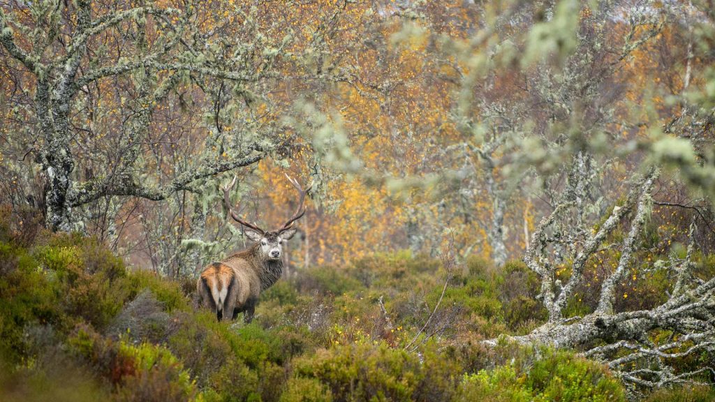 Red Stag