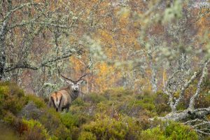 Red Stag