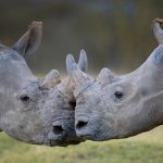 Rhinos Kenya