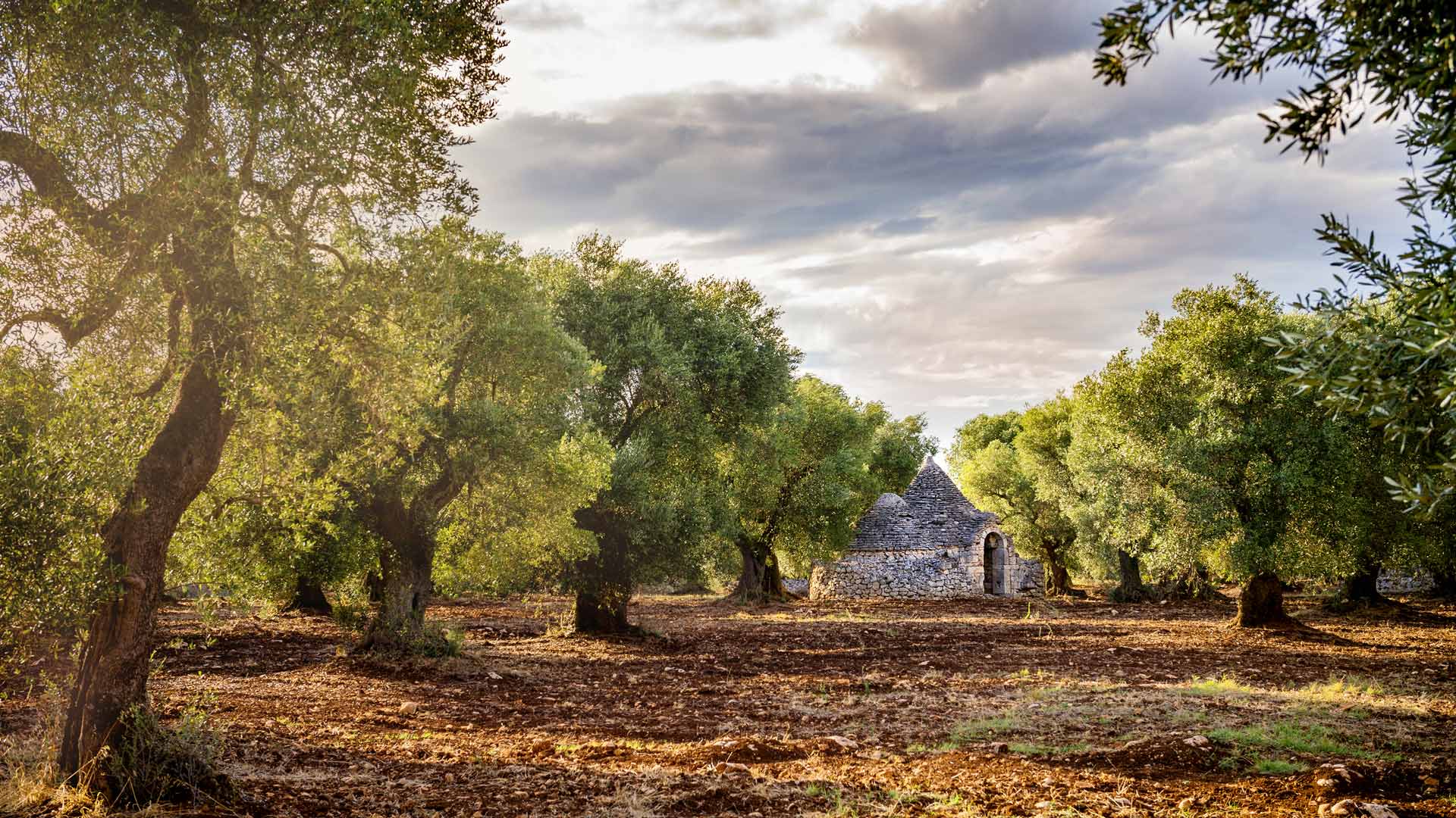 Trulli Grove