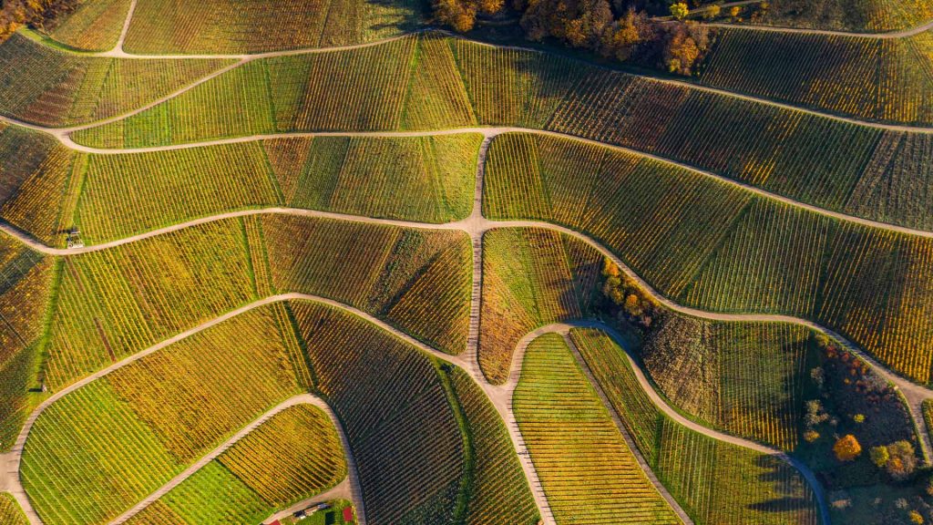 Vineyards Black Forest Fall