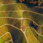 Vineyards Black Forest Fall