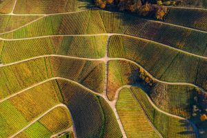 Vineyards Black Forest Fall