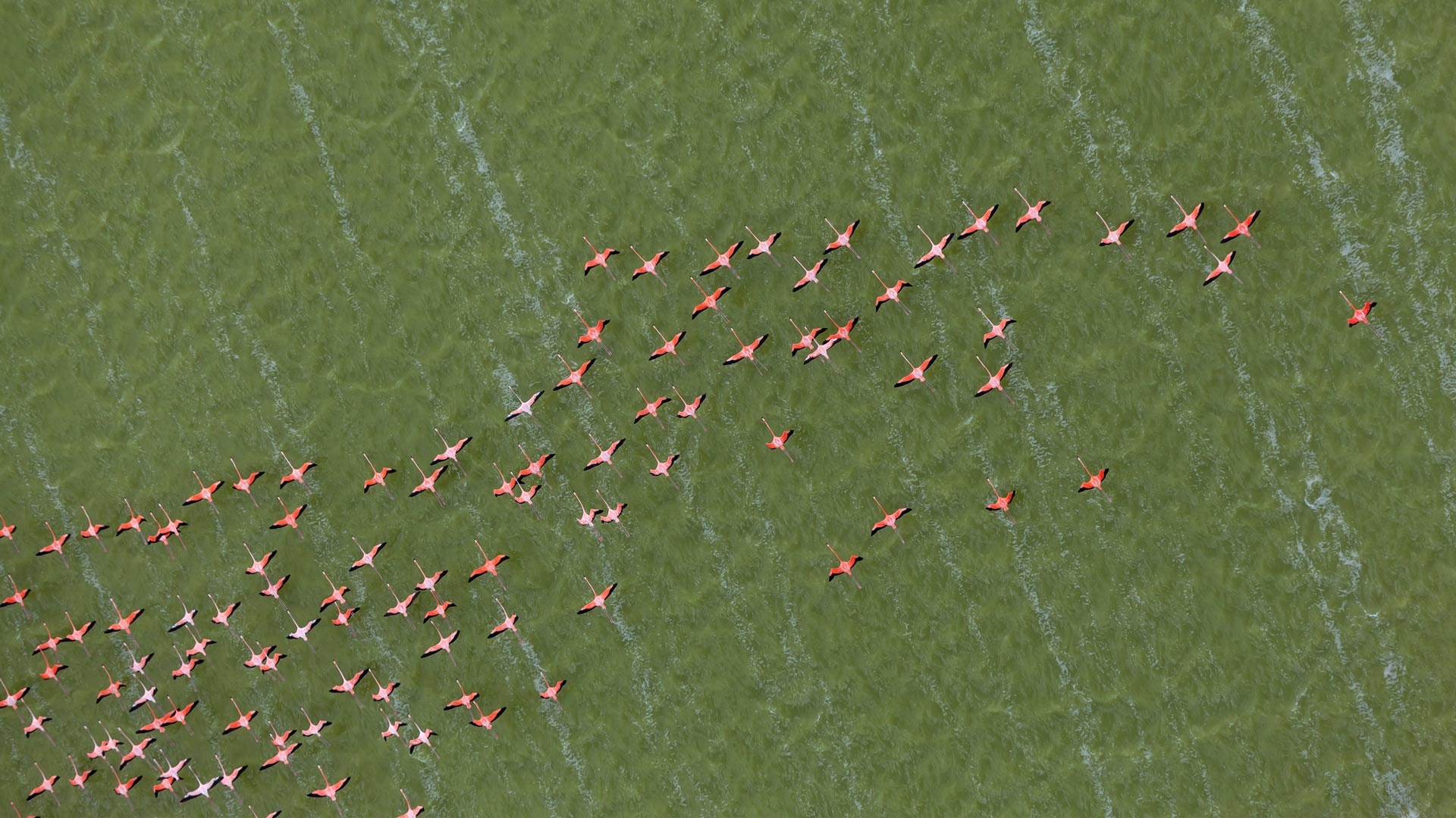 Yucatan Flamingos