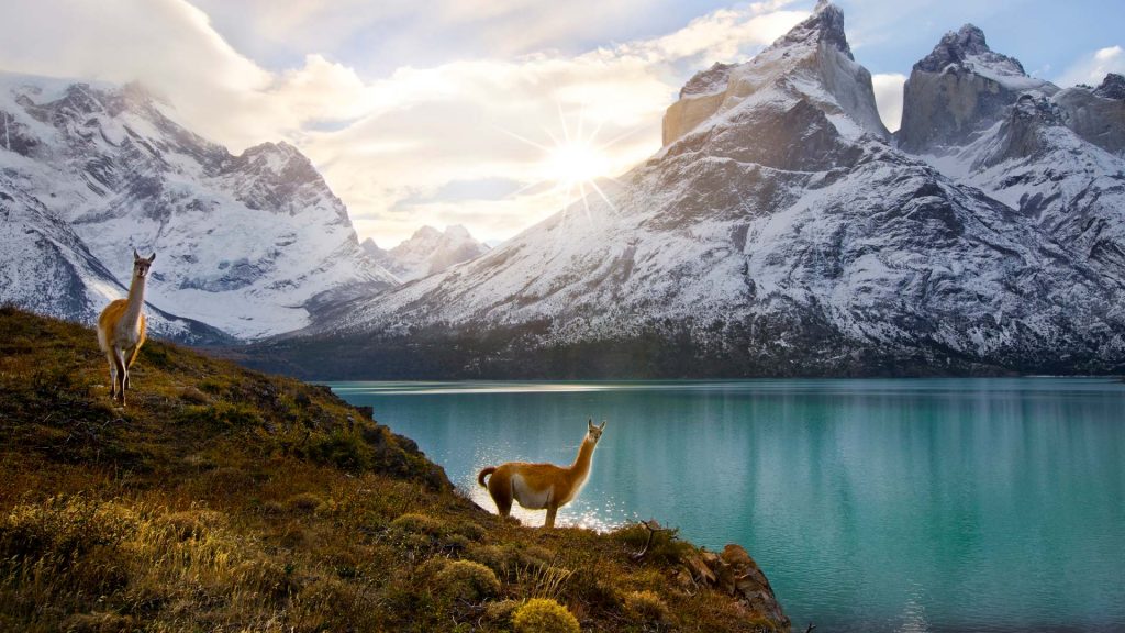 Guanacos Chile