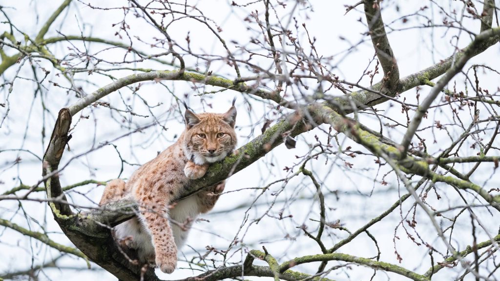 Lynx Tree