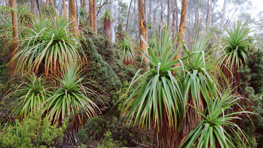 Mount Field NP