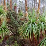 Mount Field NP