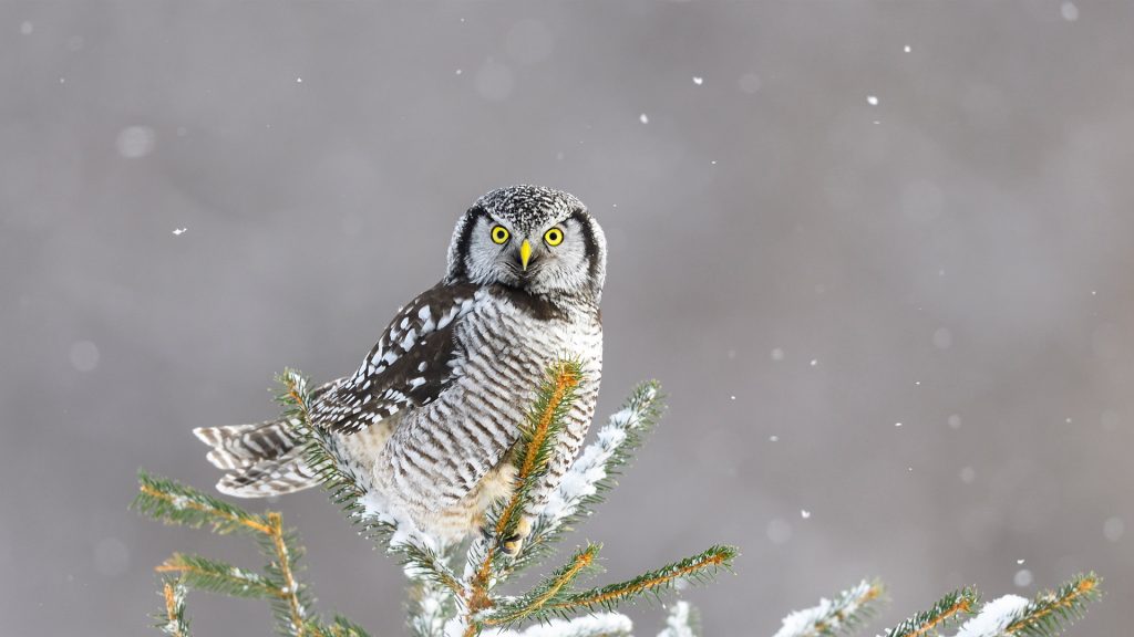 Northern Hawk Owl