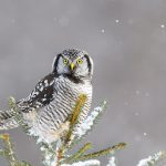 Northern Hawk Owl