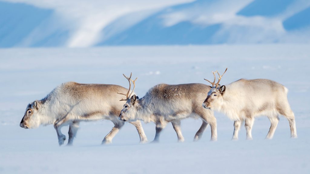 Reindeer Trio