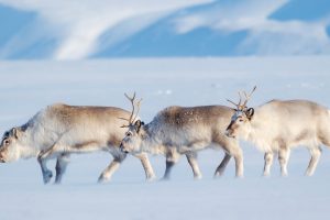 Reindeer Trio