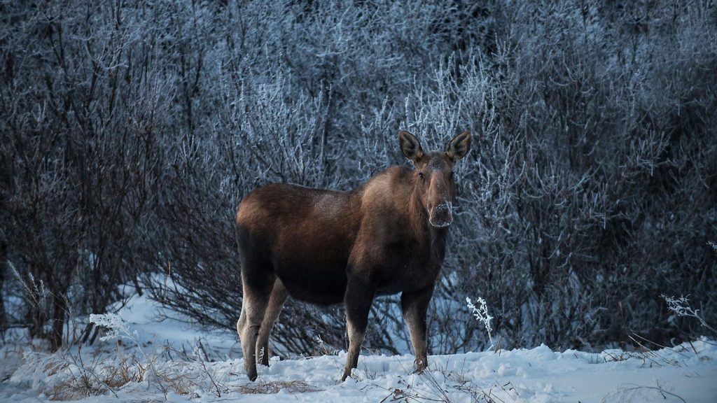 Snow Moose