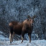 Snow Moose