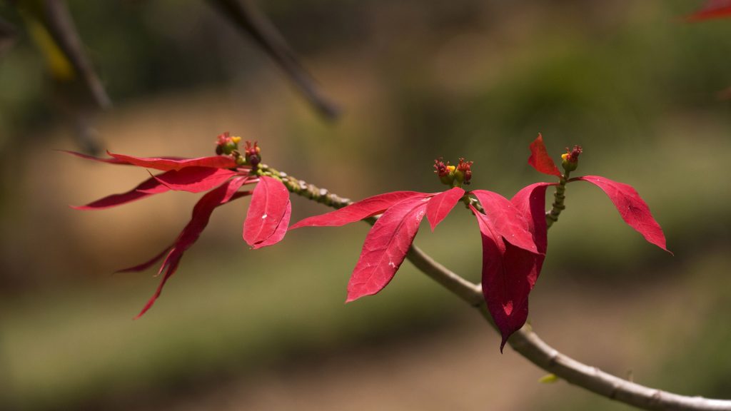 Wild Poinsettia