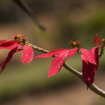 Wild Poinsettia