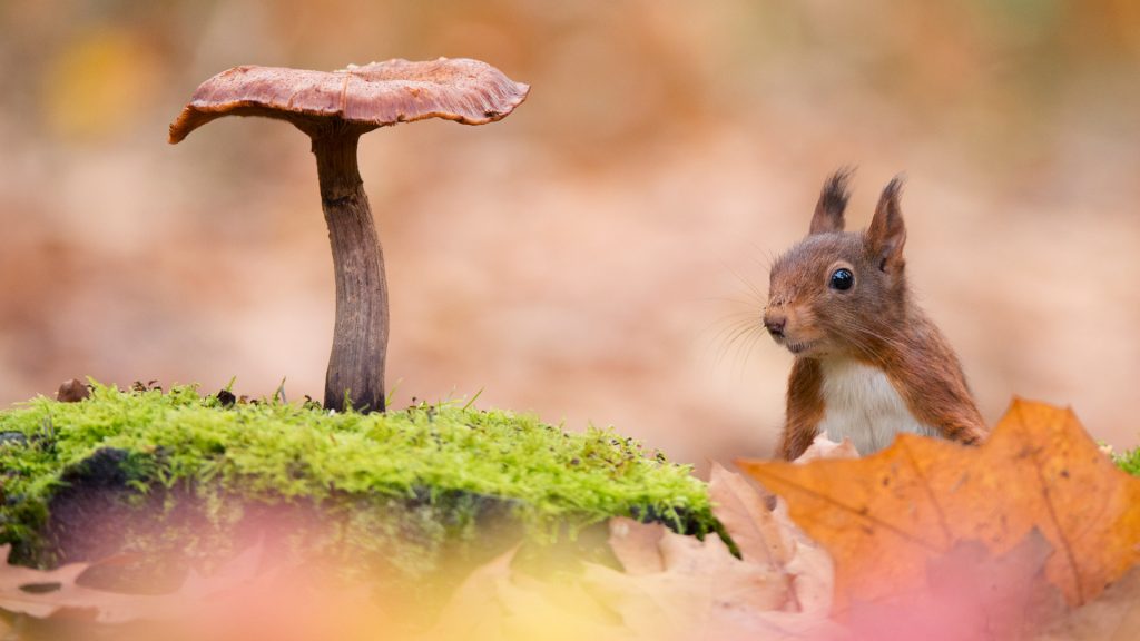 Dutch Squirrel