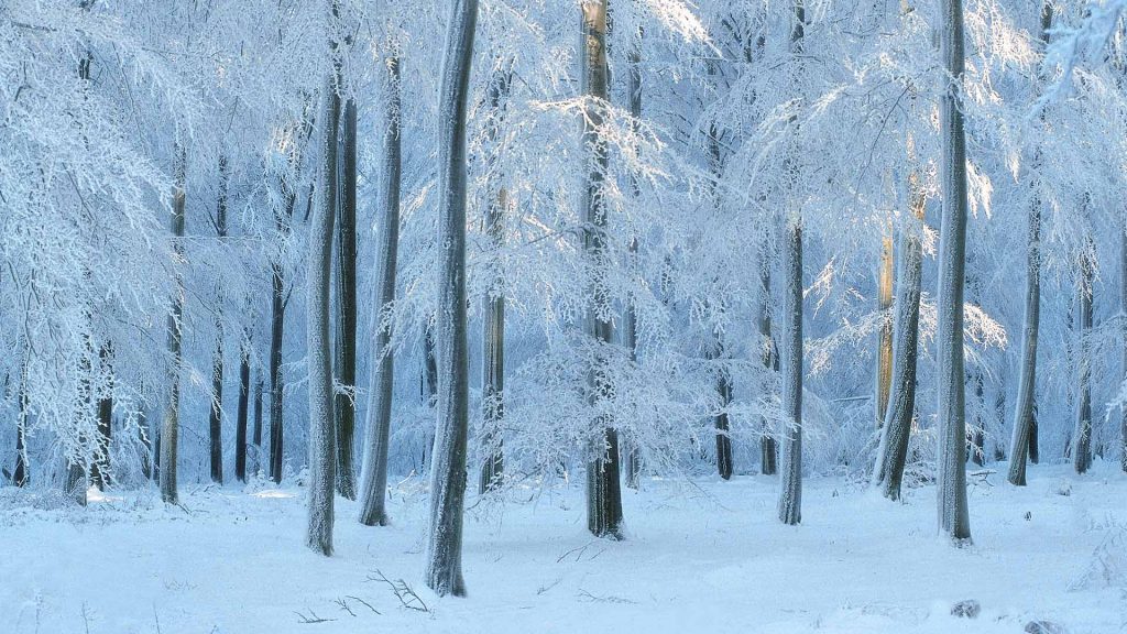 Frosted Beech