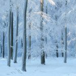 Frosted Beech