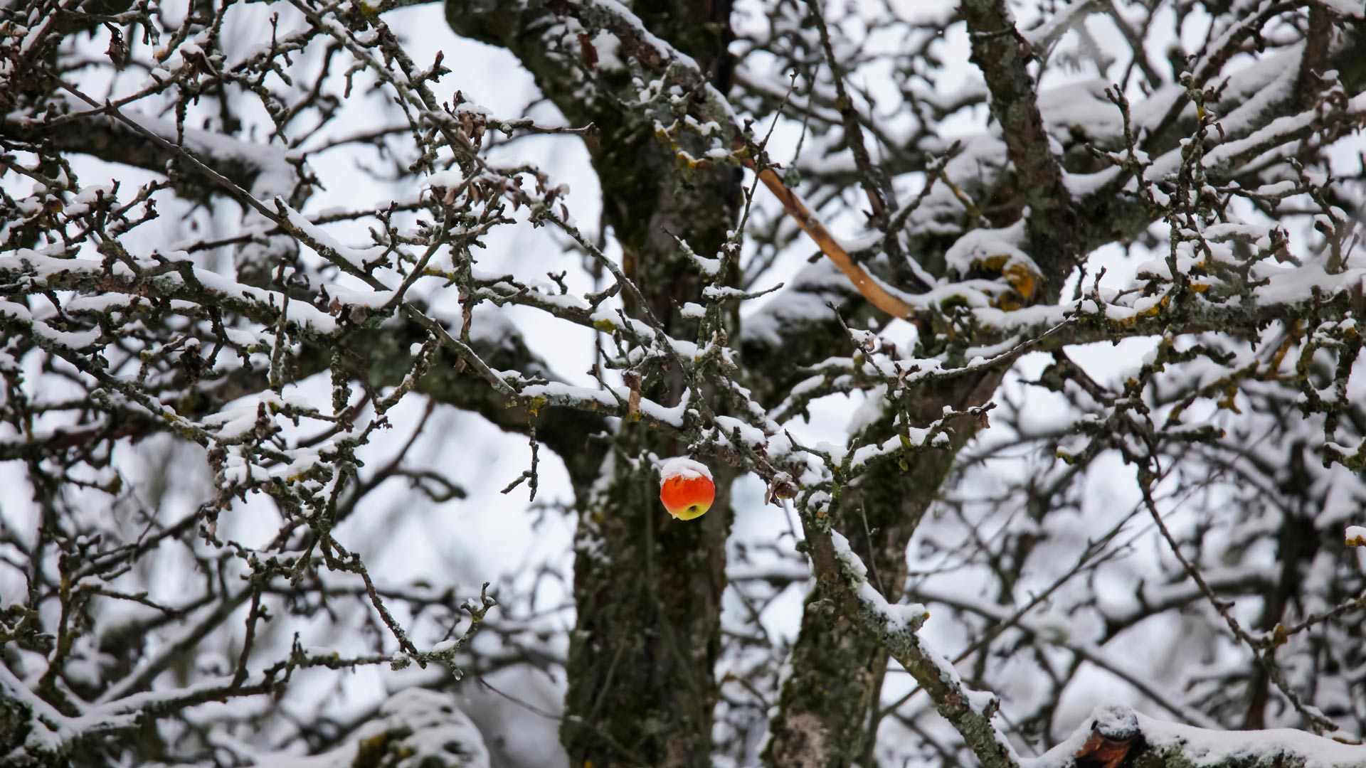 Germany Apple On Winter Tree