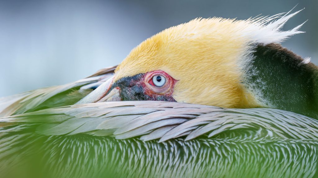 Pelican Portrait