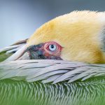 Pelican Portrait